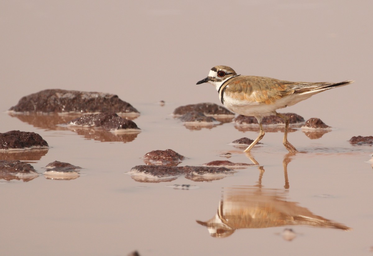 Killdeer - ML163230101