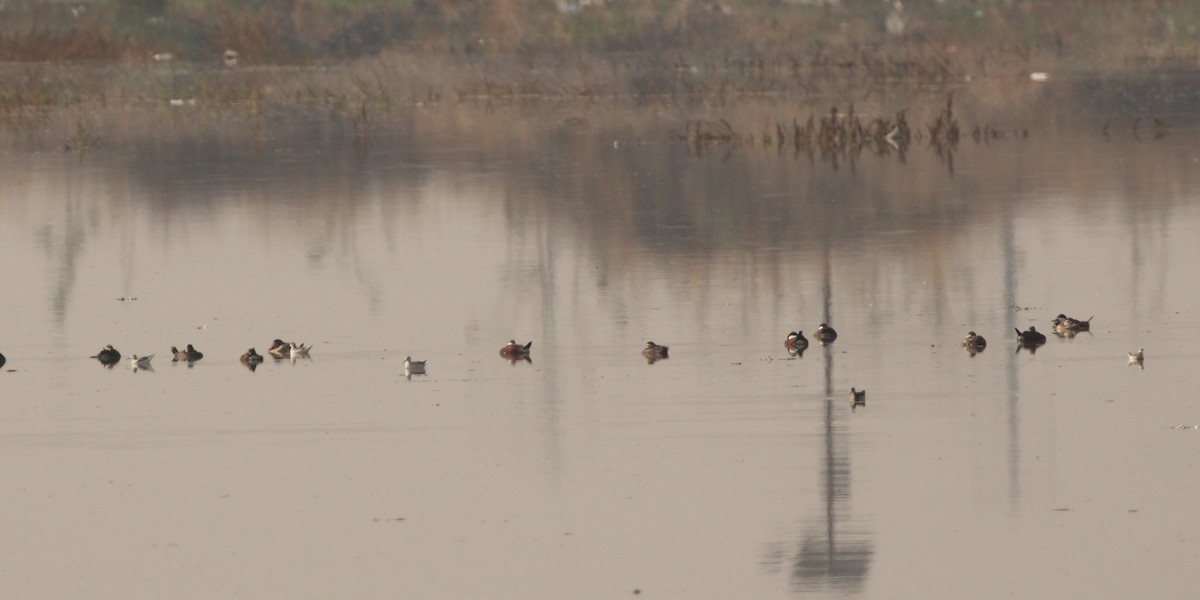 Wilson's Phalarope - ML163230131