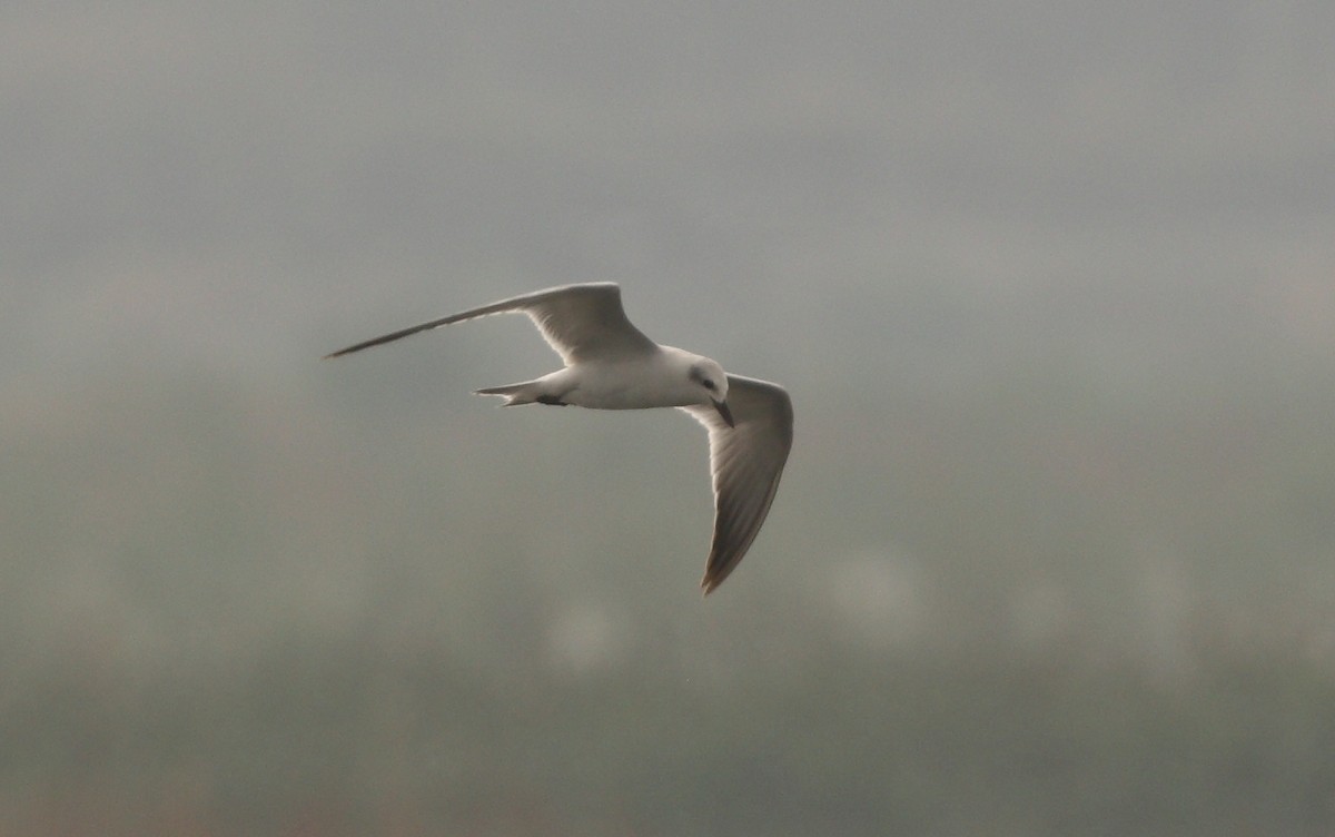 Gull-billed Tern - ML163230181
