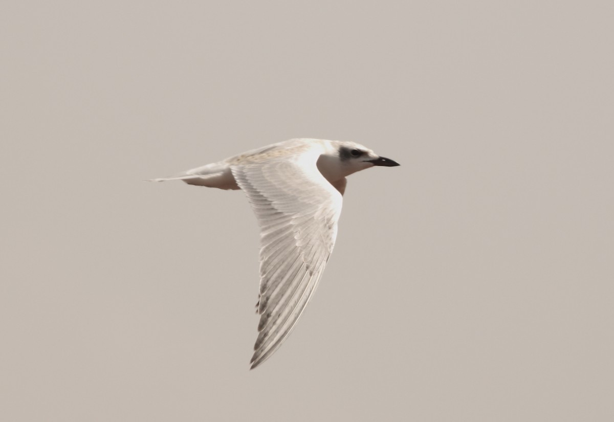 Gull-billed Tern - ML163230191