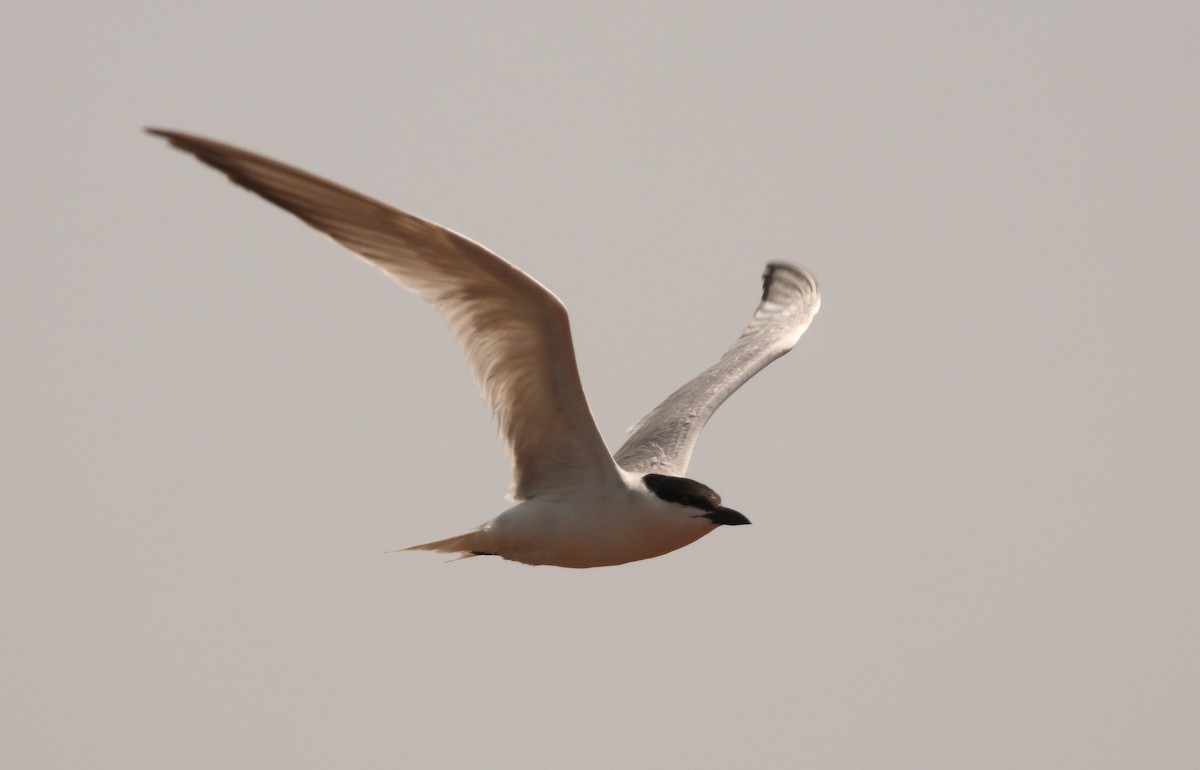 Gull-billed Tern - ML163230201