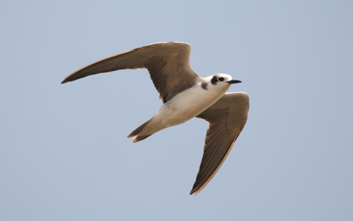 Black Tern (American) - ML163230251