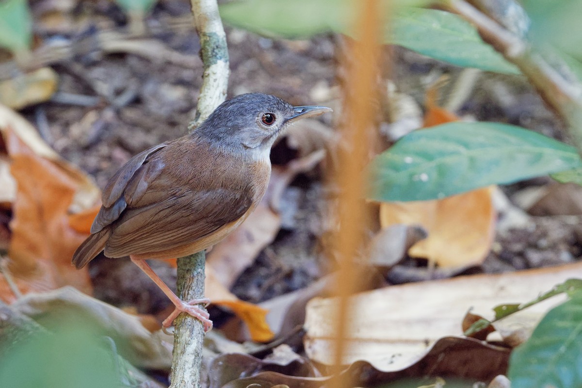 Ashy-headed Babbler - ML163230341