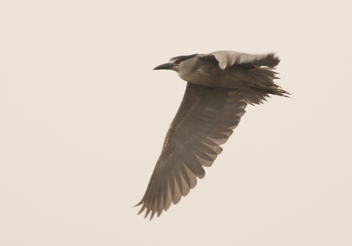 Black-crowned Night Heron (American) - ML163230451