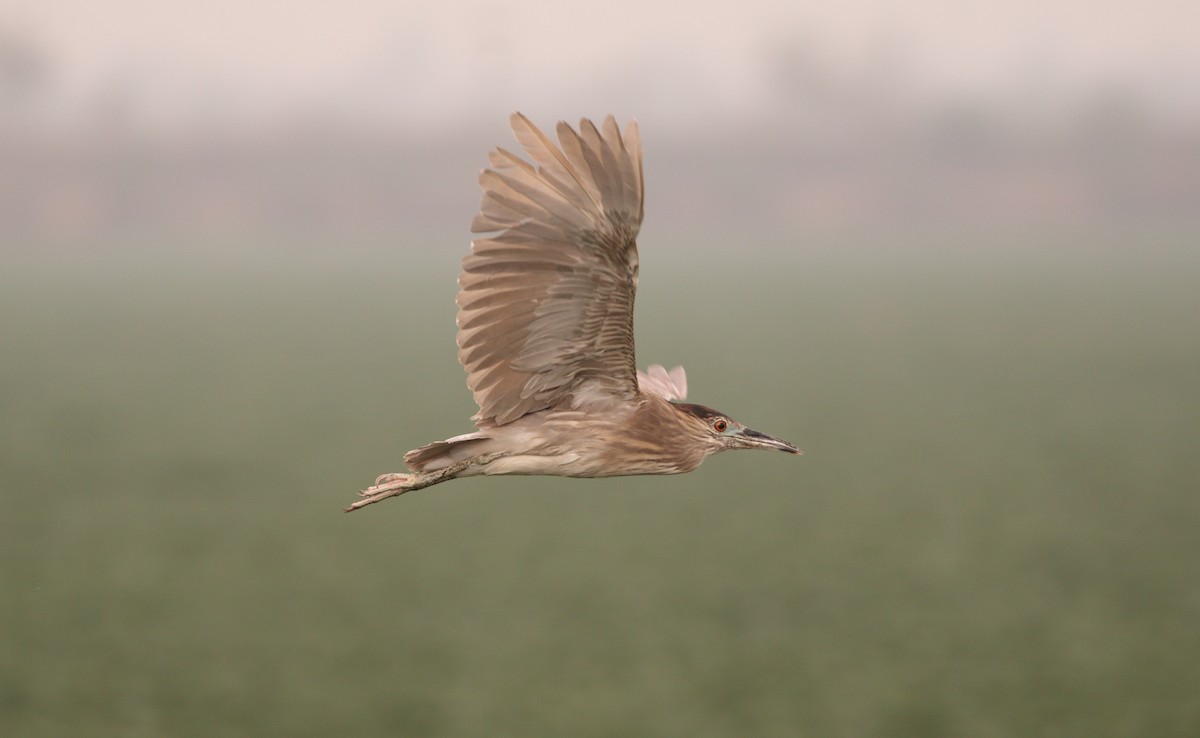 Black-crowned Night Heron (American) - ML163230461