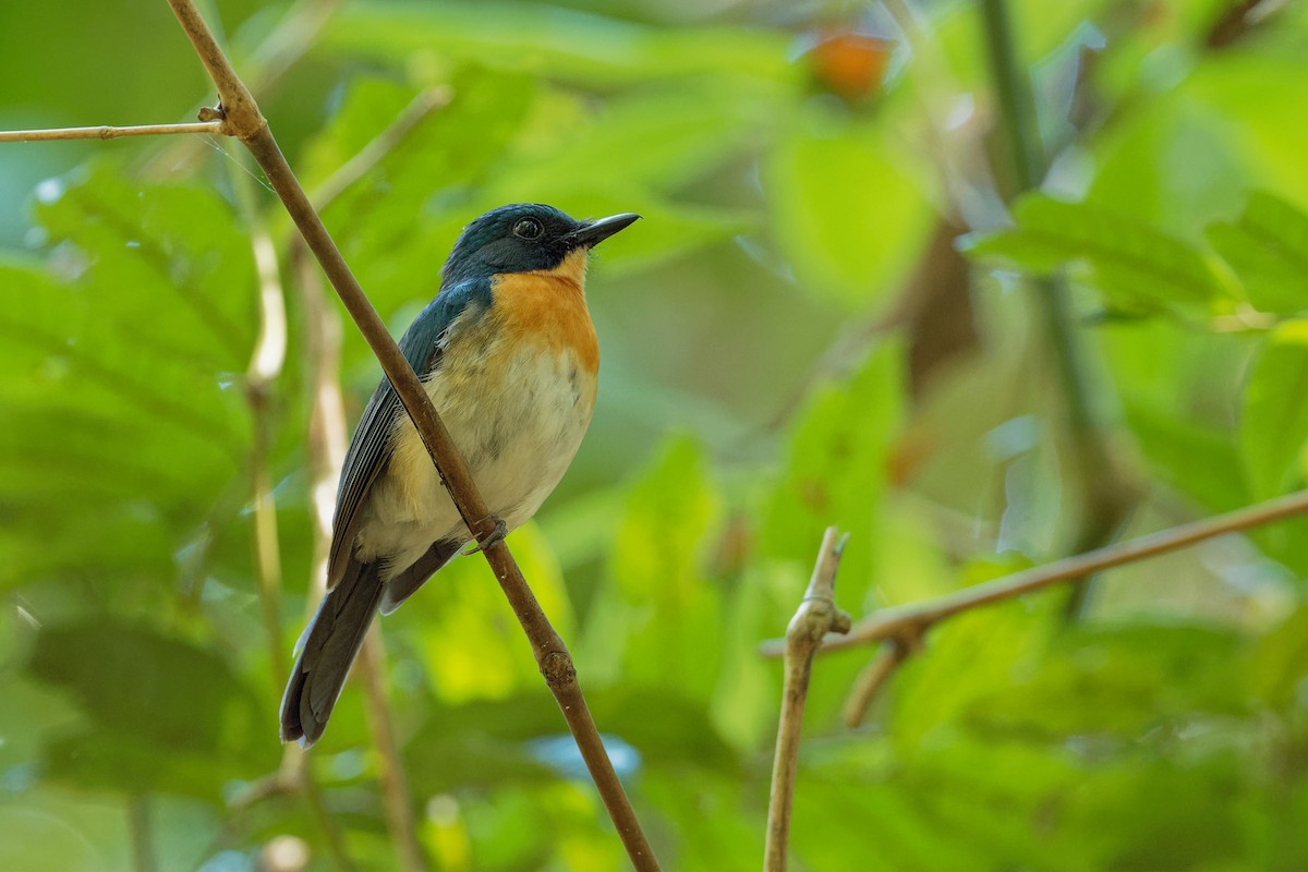 Palawan Blue Flycatcher - ML163230481