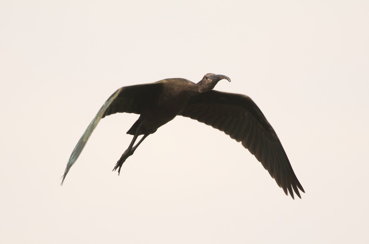 White-faced Ibis - ML163230521