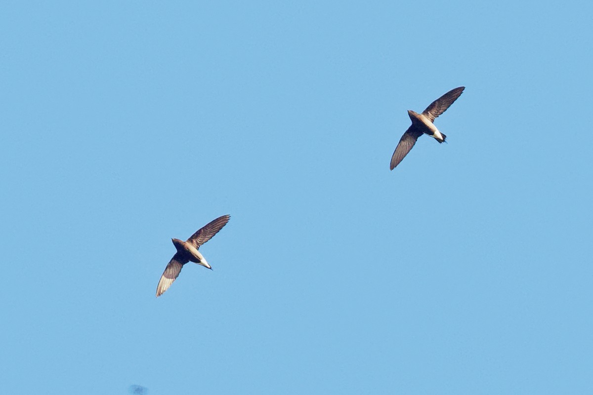 Brown-backed Needletail - ML163230721