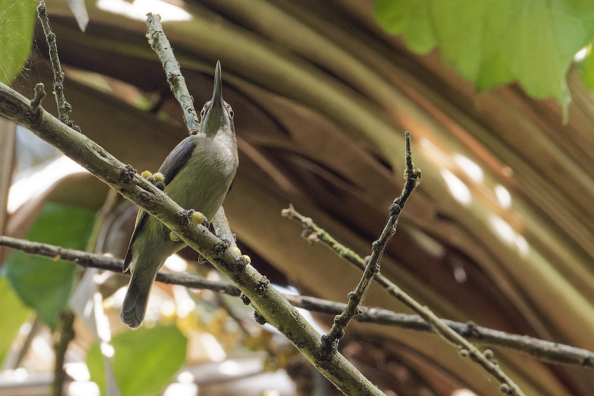 Pale Spiderhunter - ML163230801