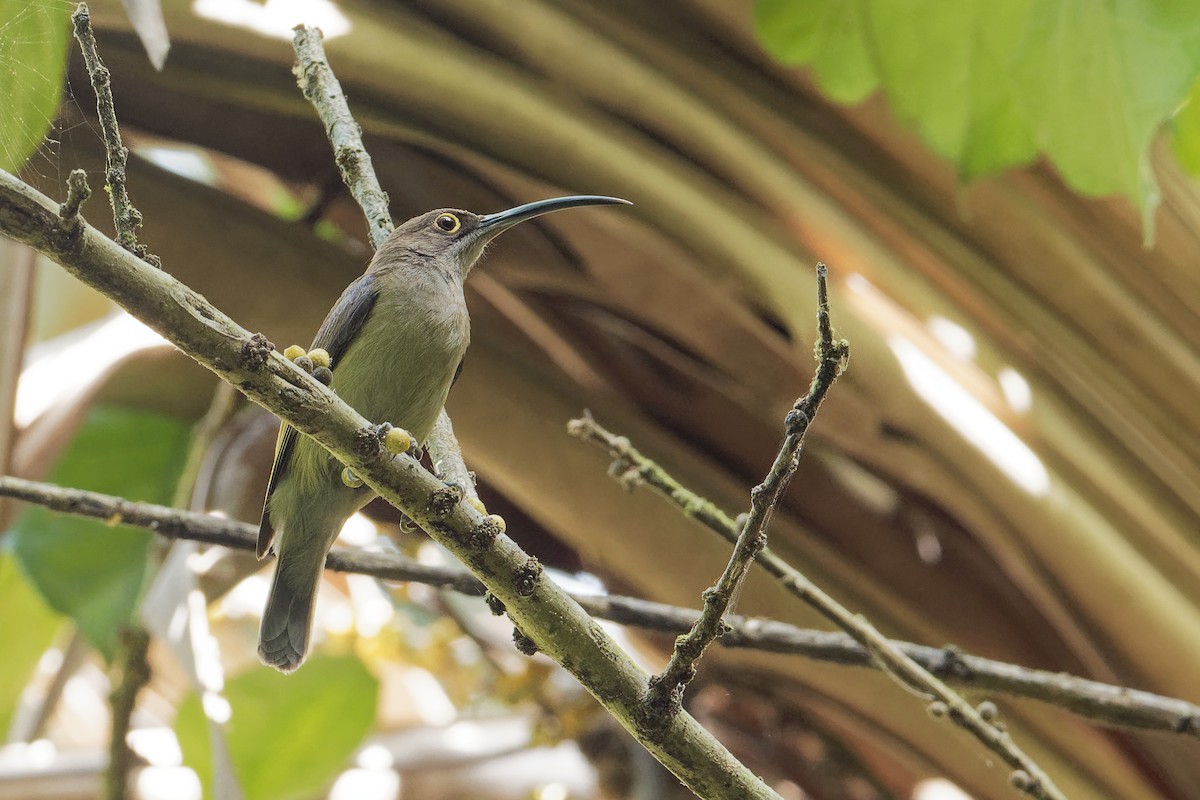 Pale Spiderhunter - ML163230821