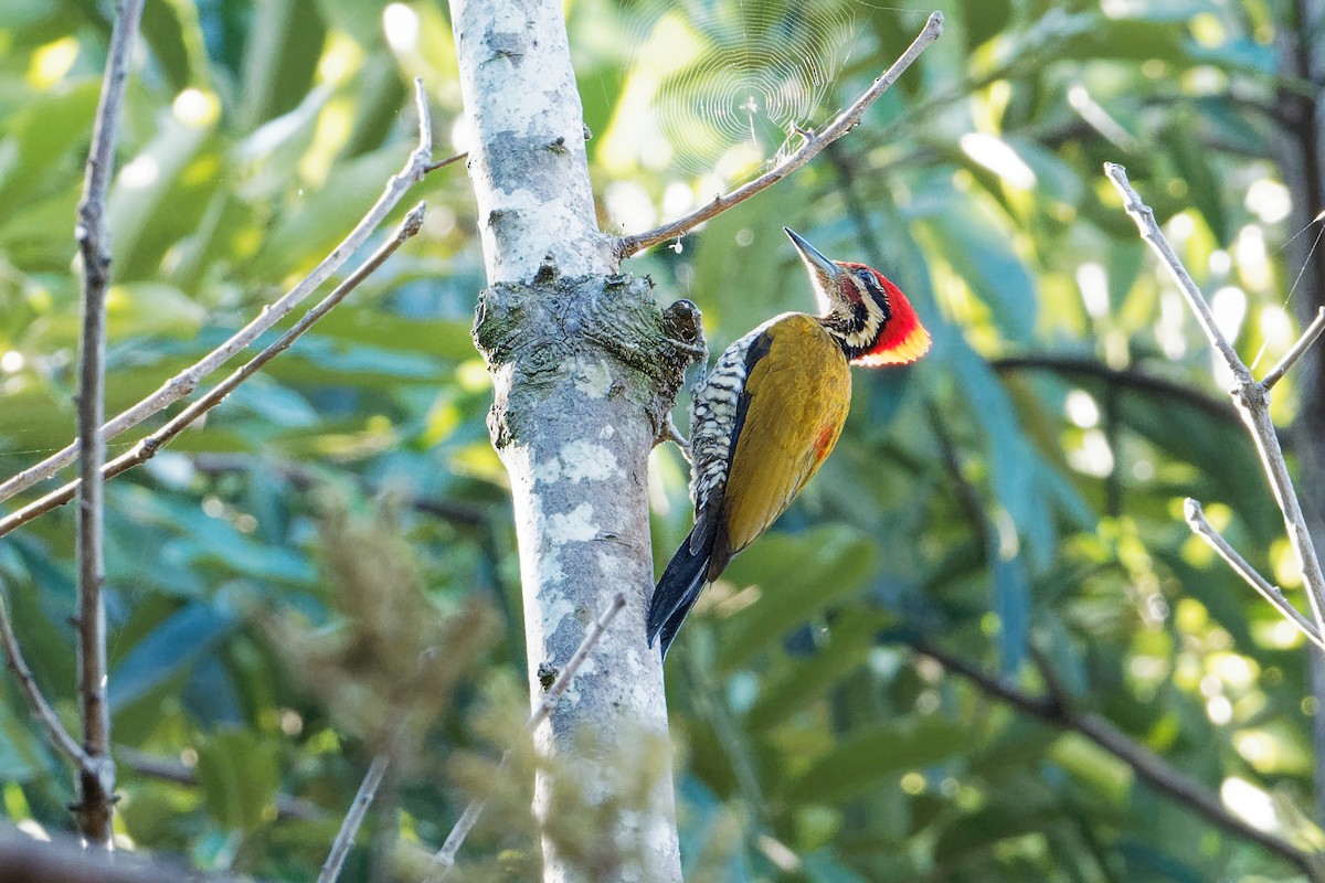 Spot-throated Flameback - ML163231101