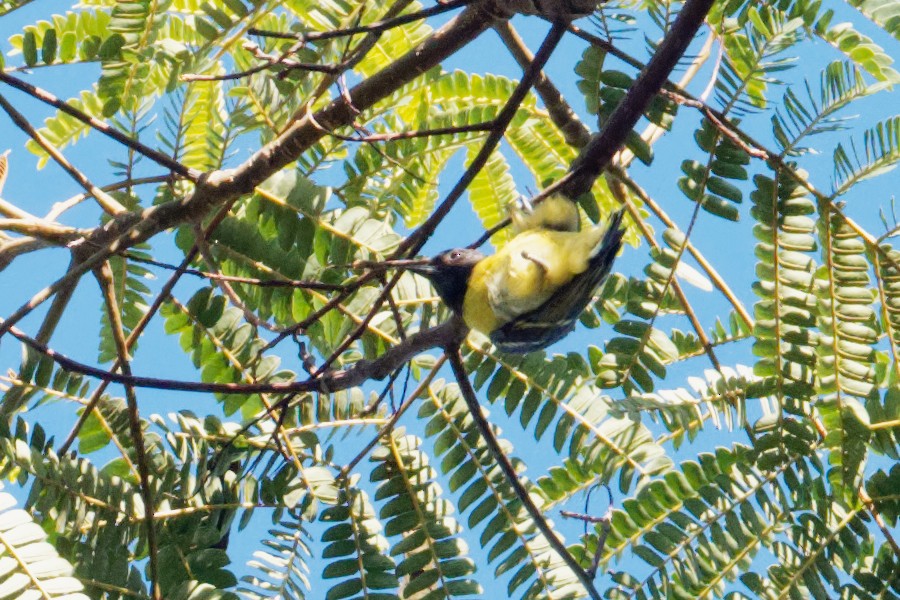 Mésange de Palawan - ML163231161