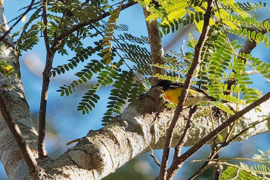 Palawan Flowerpecker - ML163231211