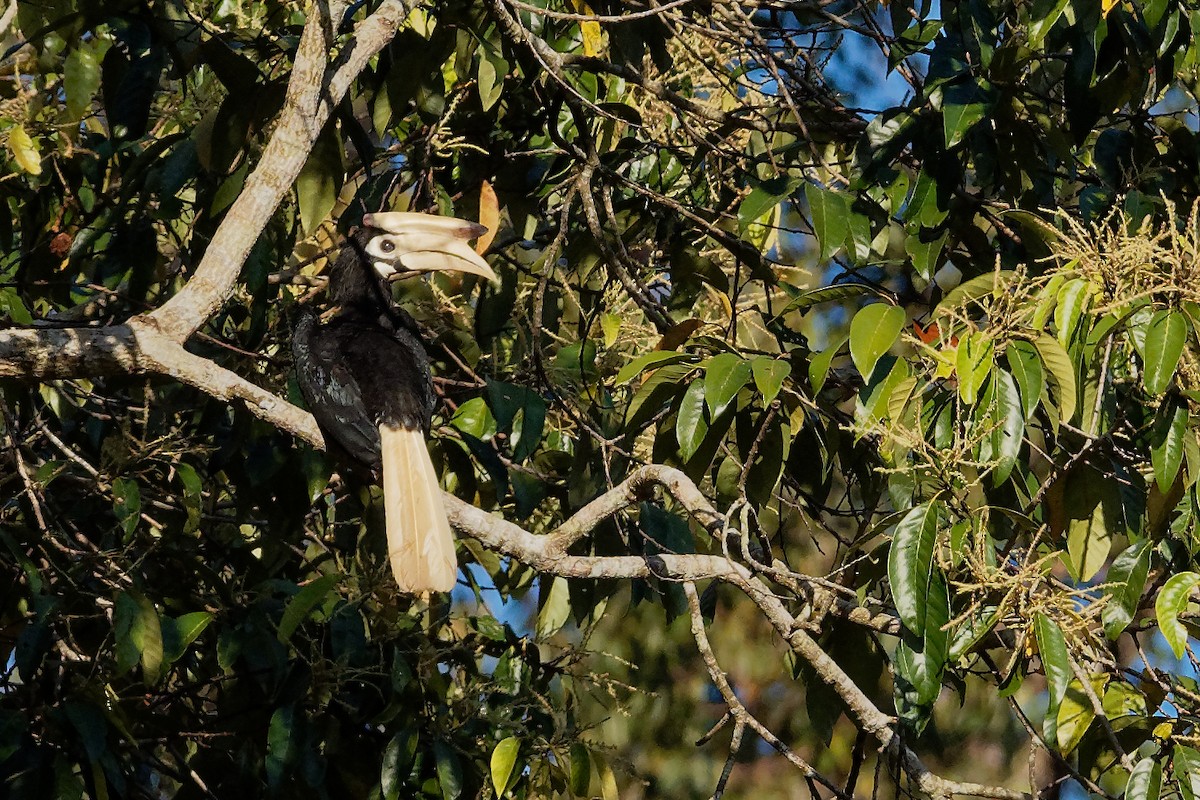 Palawan Hornbill - Vincent Wang