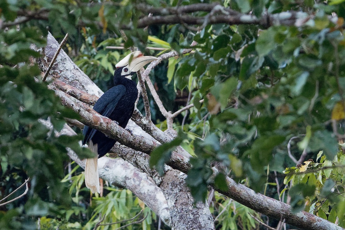 Palawan Hornbill - ML163231661