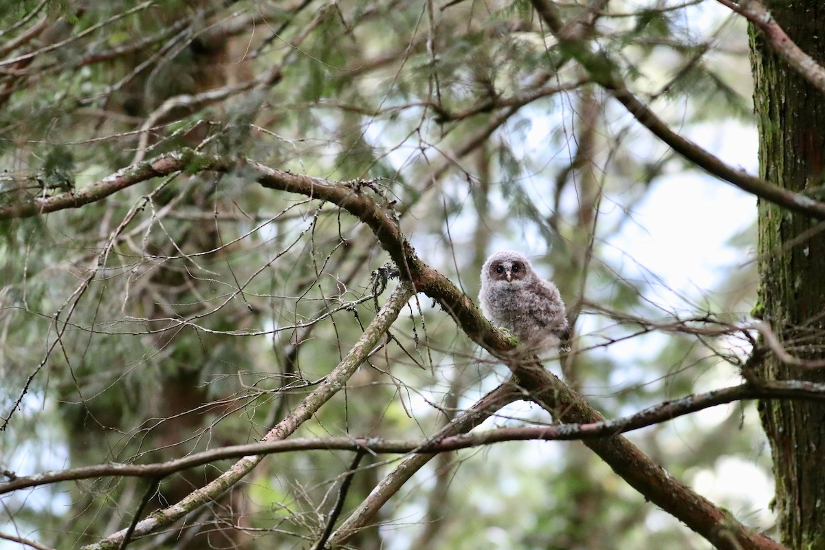 Himalayan Owl - Ting-Wei (廷維) HUNG (洪)