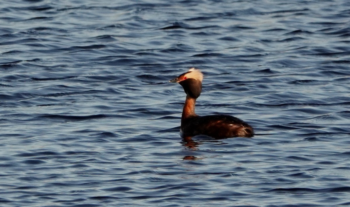 Horned Grebe - ML163232631