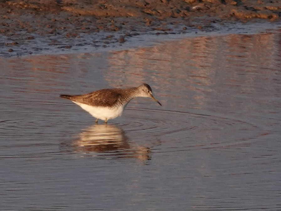 Solitary Sandpiper - ML163233111