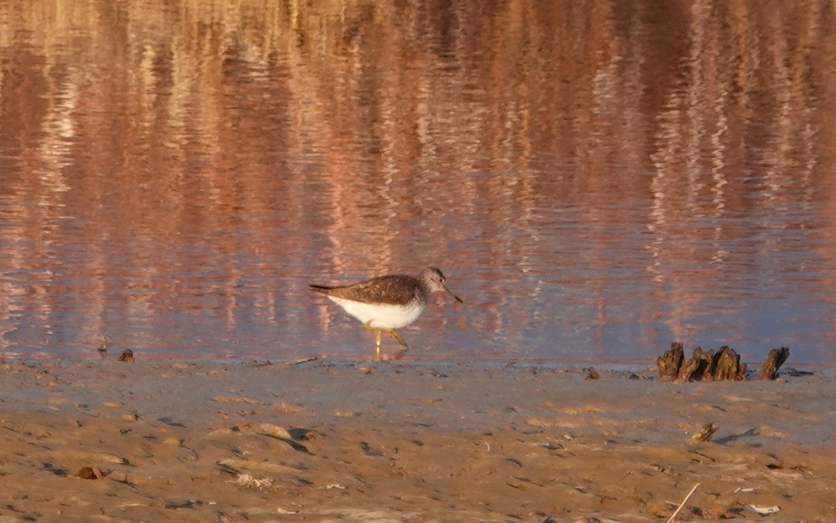 Solitary Sandpiper - ML163233121