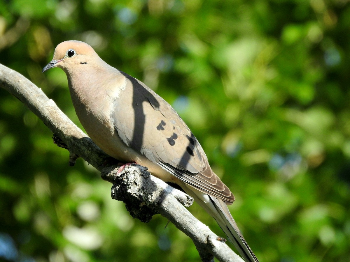 Mourning Dove - ML163233451