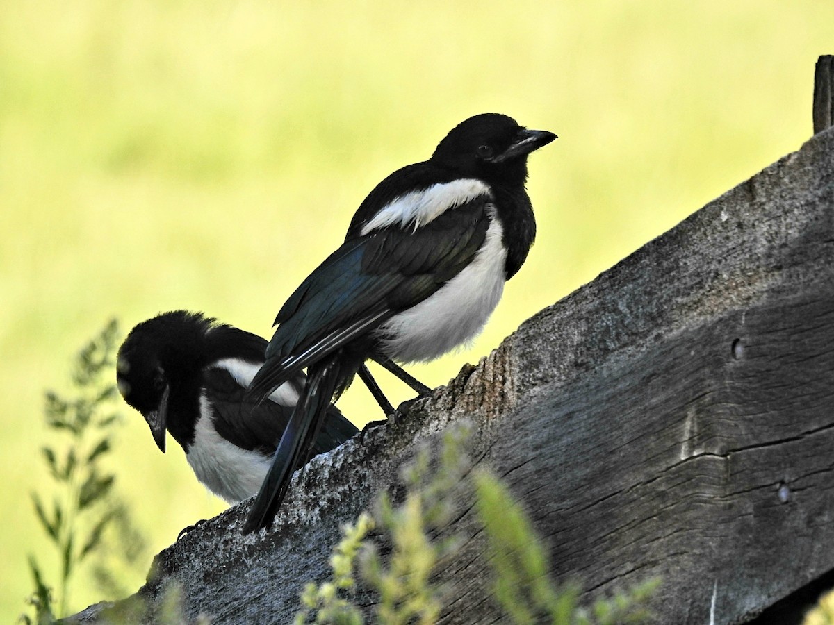 Black-billed Magpie - Bradley Clawson