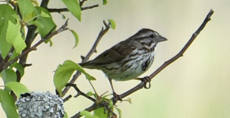 Song Sparrow - ML163234641