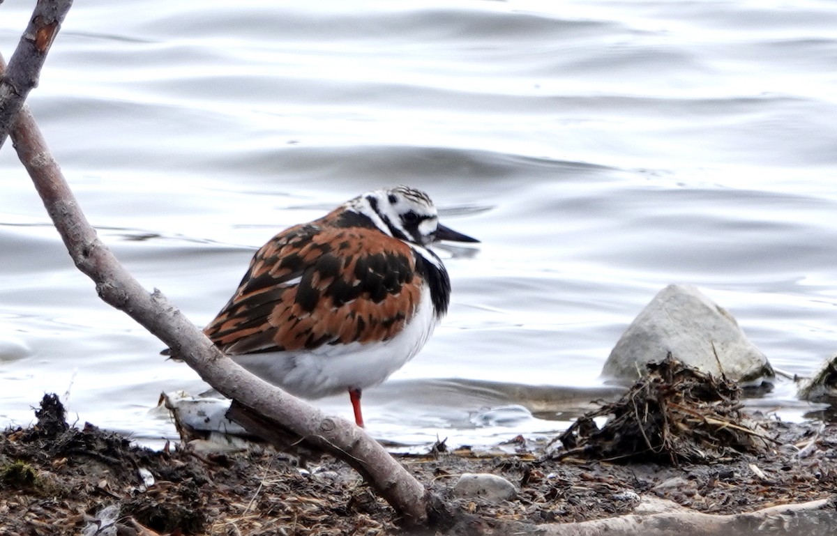 Ruddy Turnstone - ML163234701