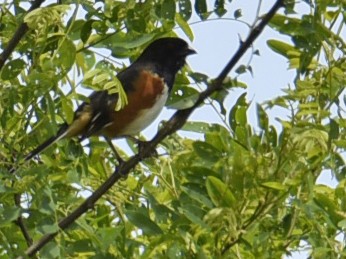 Eastern Towhee - ML163234851
