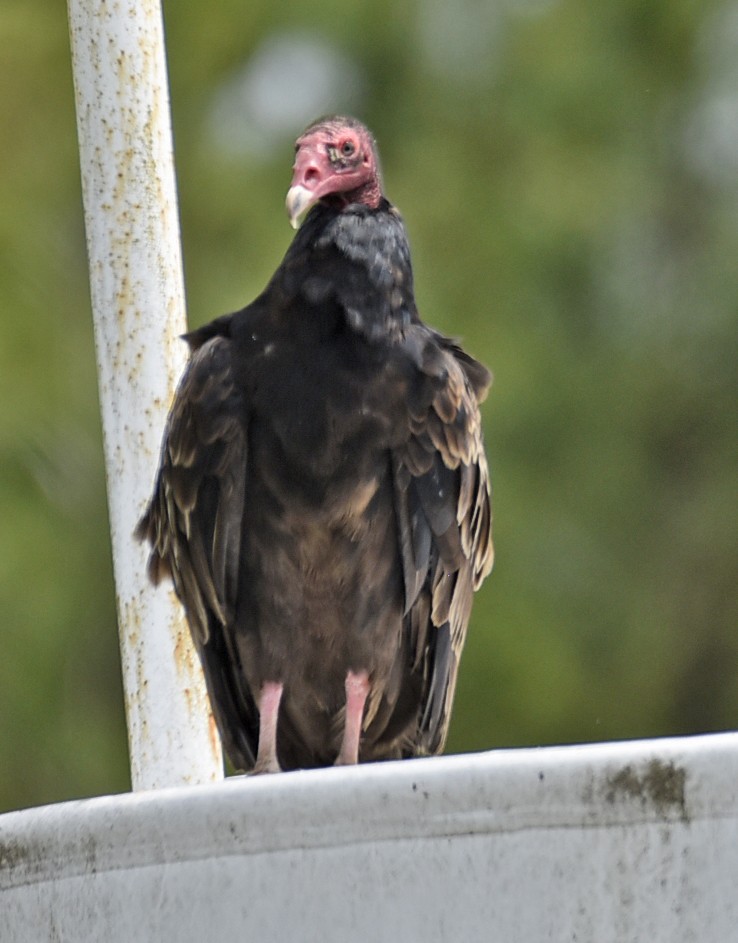Turkey Vulture - ML163234881