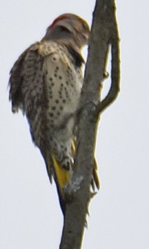 Northern Flicker - ML163235081