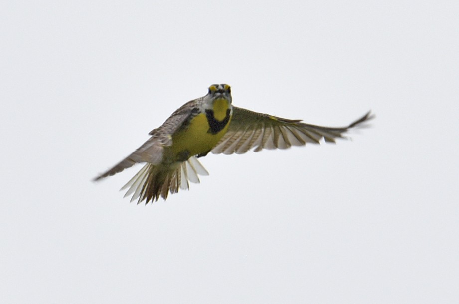 Eastern Meadowlark - ML163235151