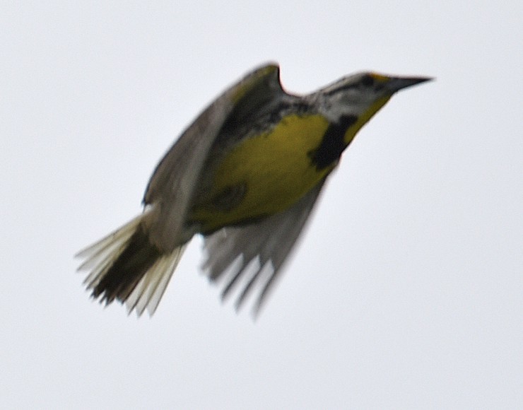 Eastern Meadowlark - ML163235211