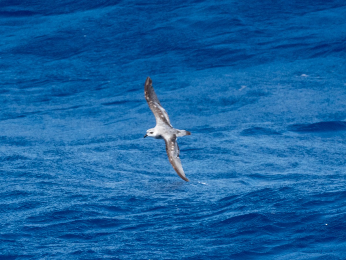 Black-winged Petrel - ML163237701