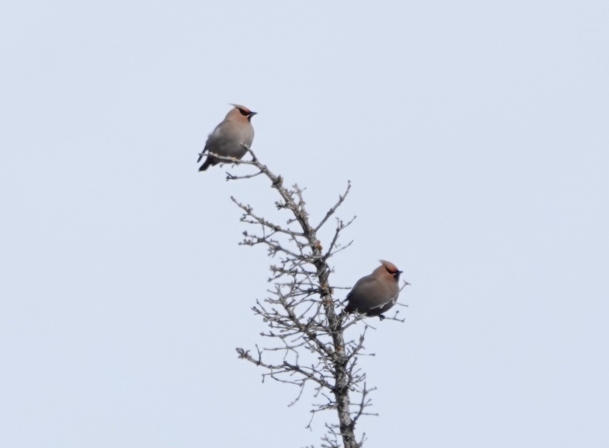 Bohemian Waxwing - ML163237861