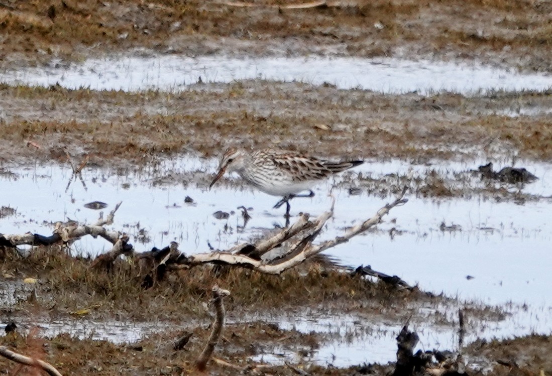 White-rumped Sandpiper - ML163237981