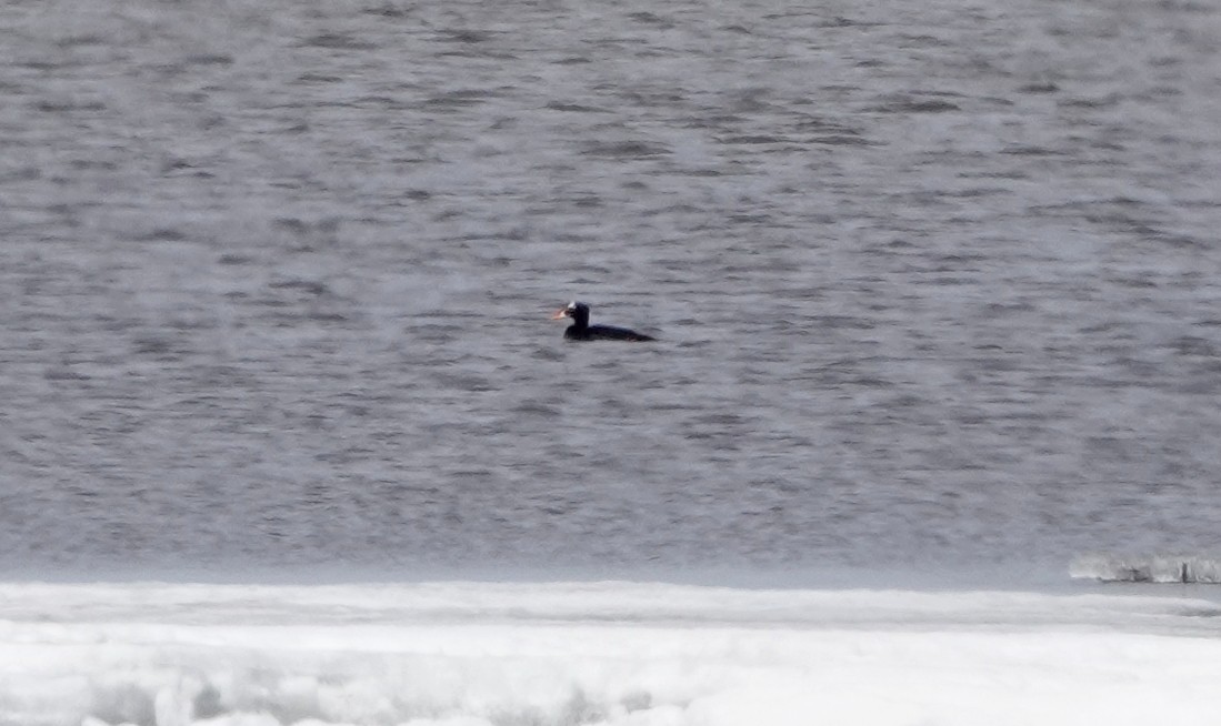 Surf Scoter - Peter Blancher