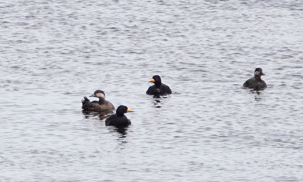 Black Scoter - ML163238461