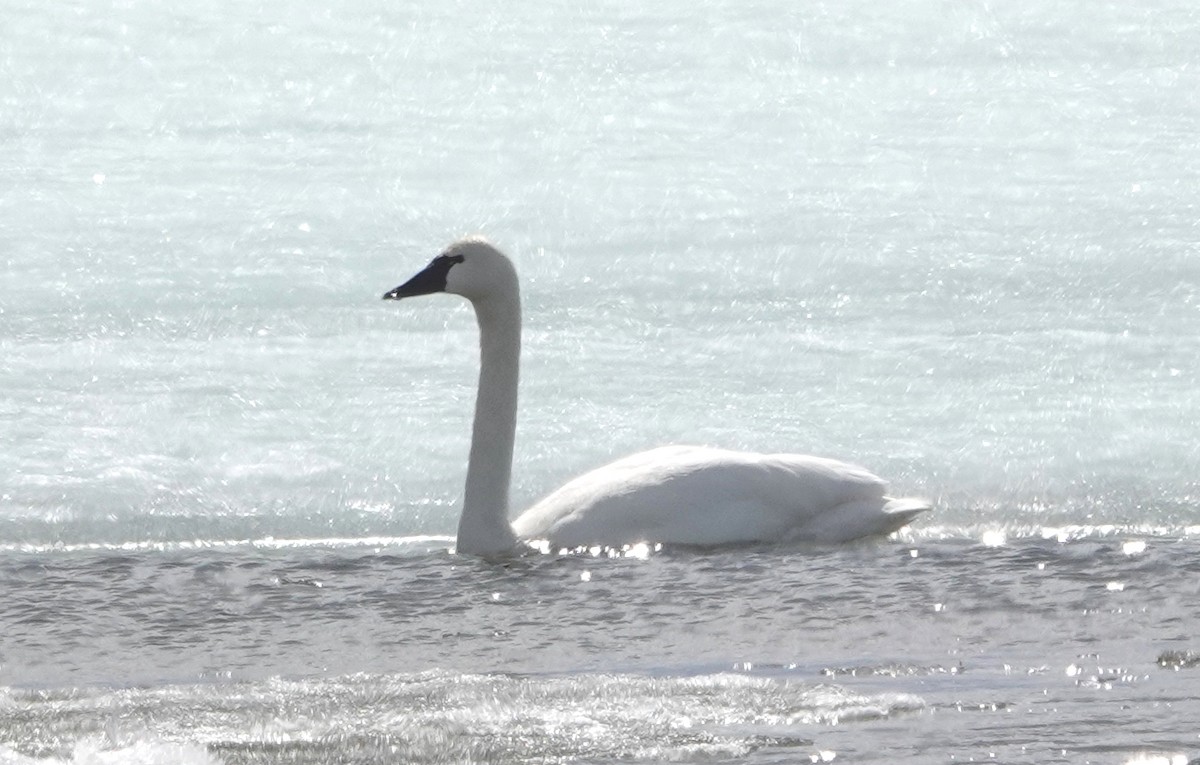 Tundra Swan - Peter Blancher