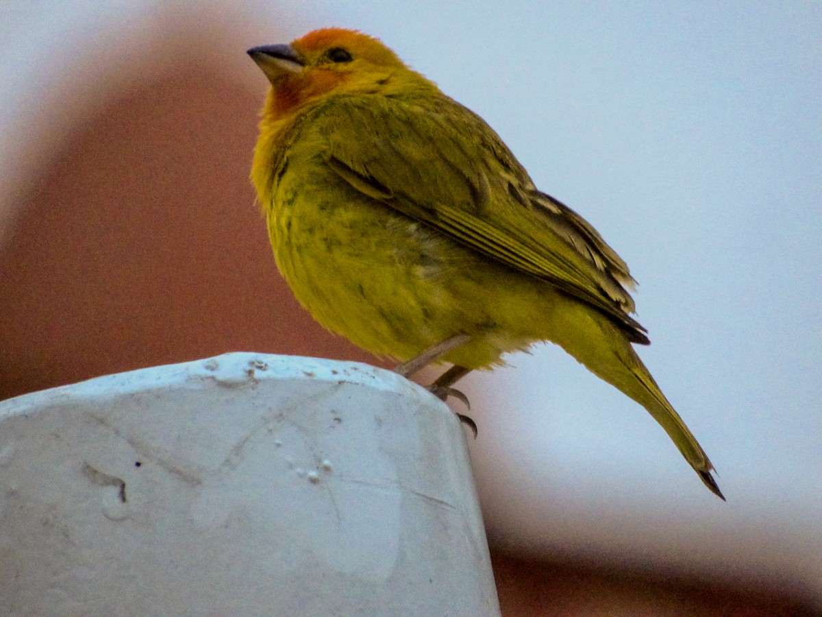 Saffron Finch - Alejandro Cardona