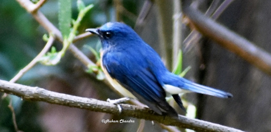 Blue-throated Flycatcher - ML163242371