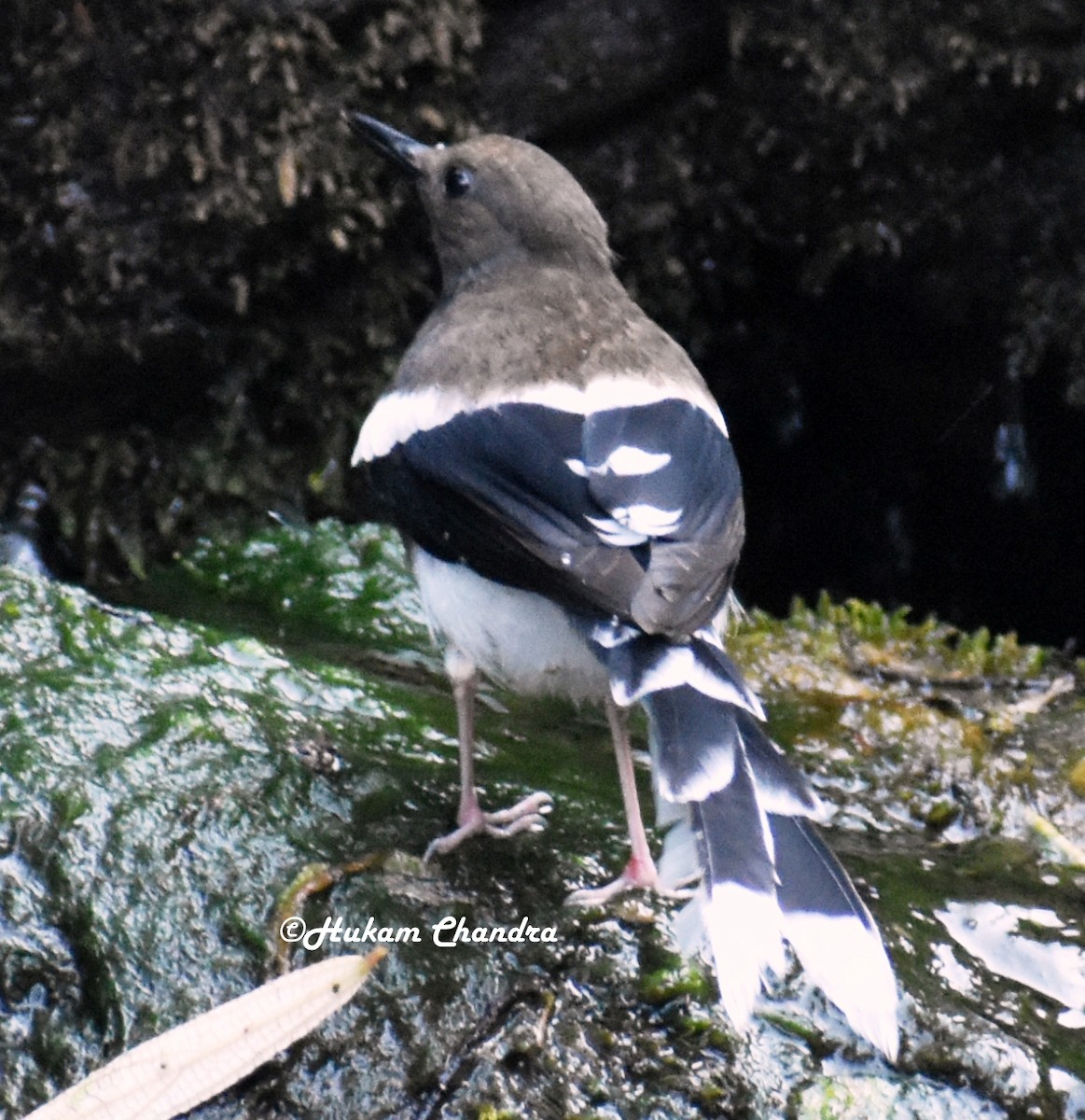 Spotted Forktail - ML163243471