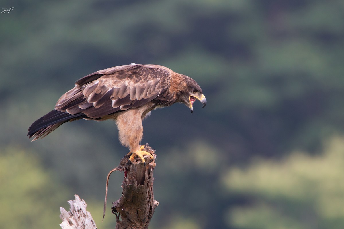 Tawny Eagle - jithesh pai