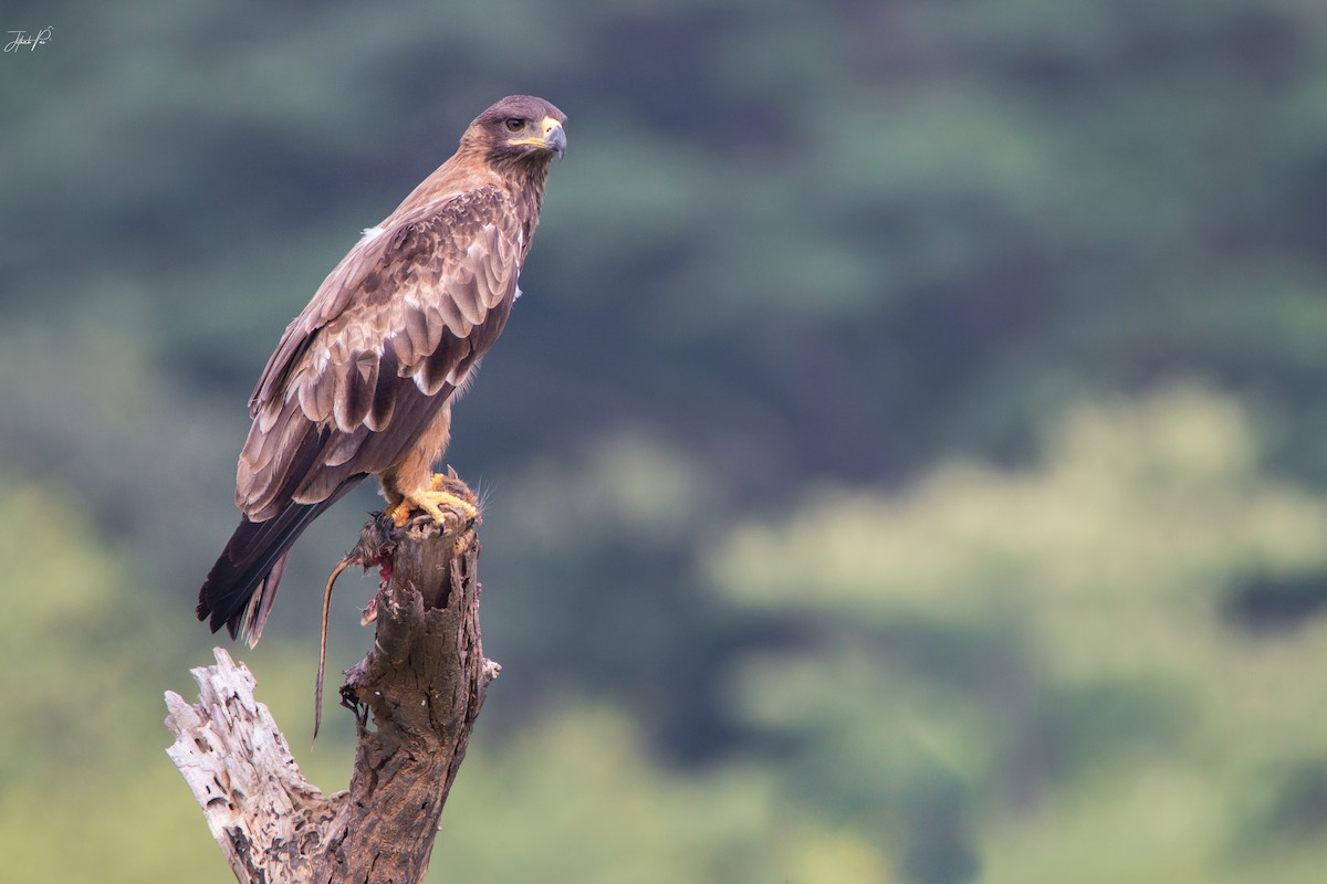 Águila Rapaz - ML163245081