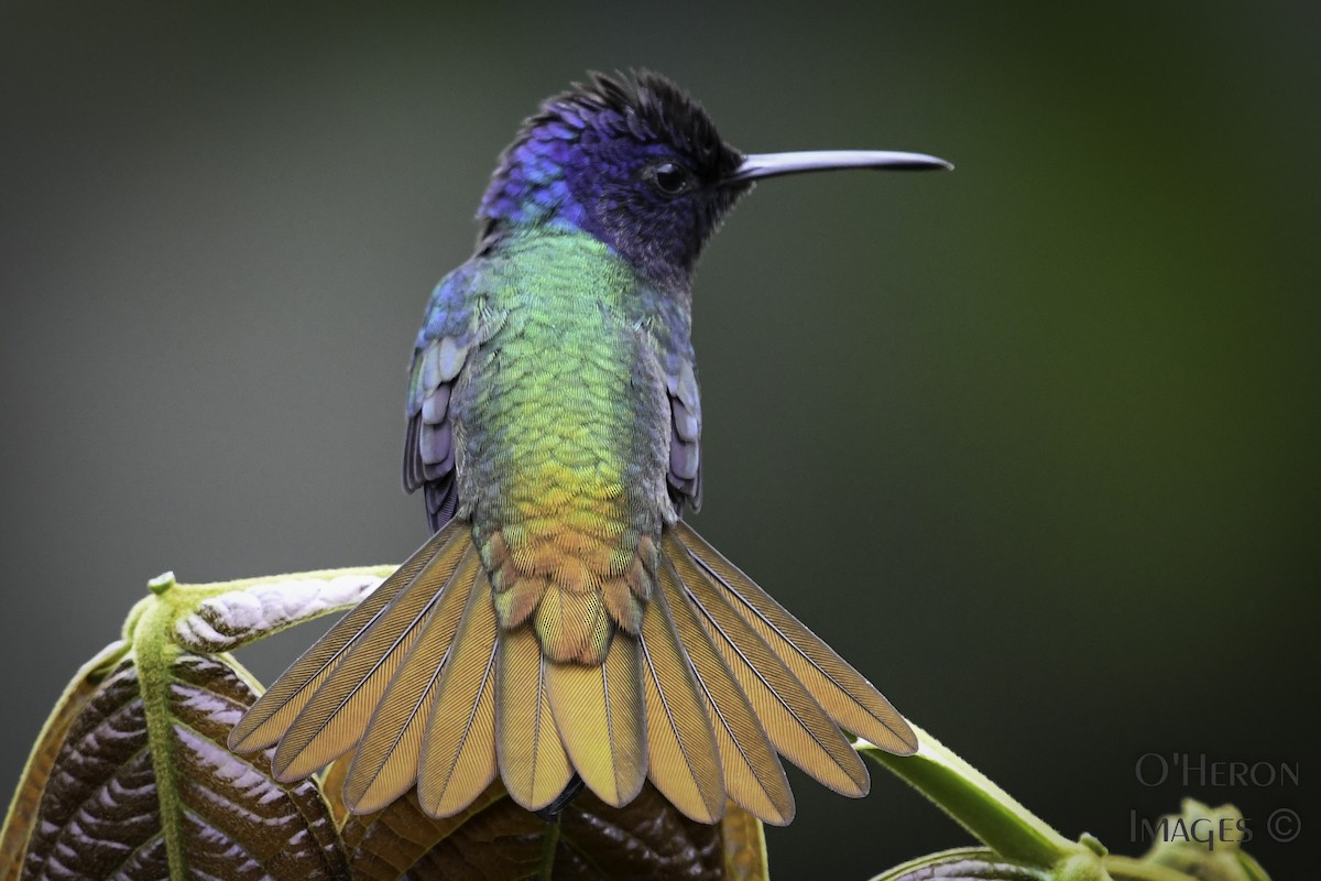 Golden-tailed Sapphire - Alan OHeron