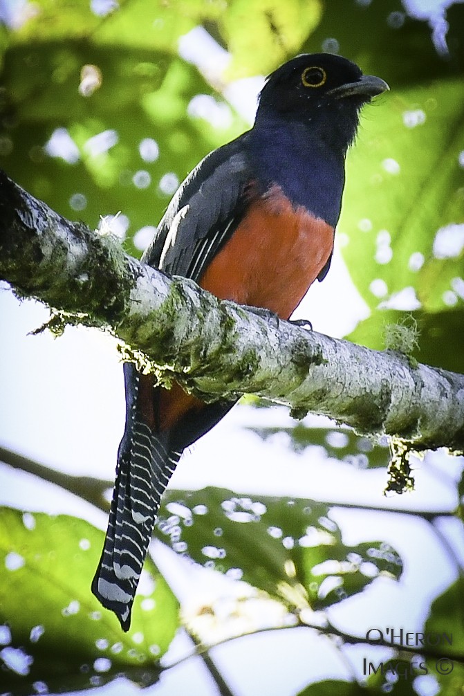 trogon modrotemenný - ML163246041