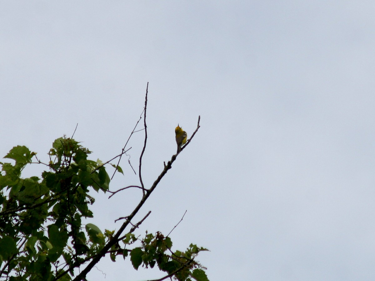 Blue-winged Warbler - Sherry Plessner