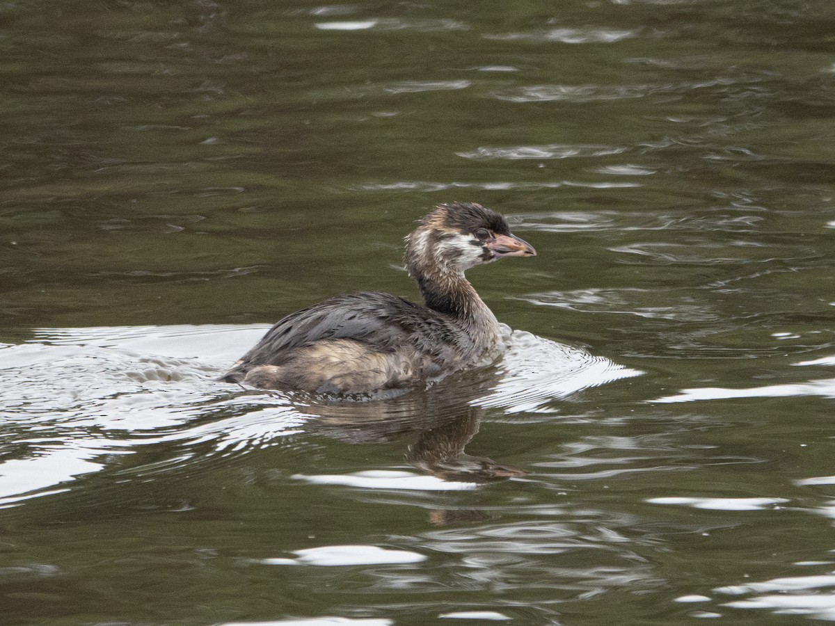 Pied-billed Grebe - ML163249551