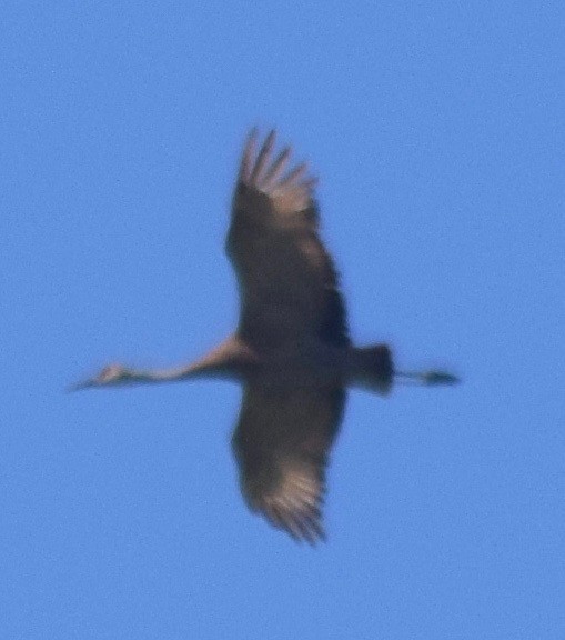 Sandhill Crane - Asher Perla