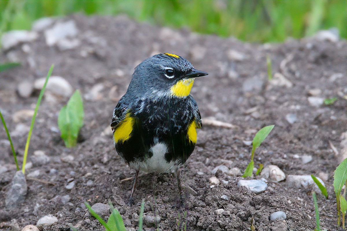 Yellow-rumped Warbler - ML163254061