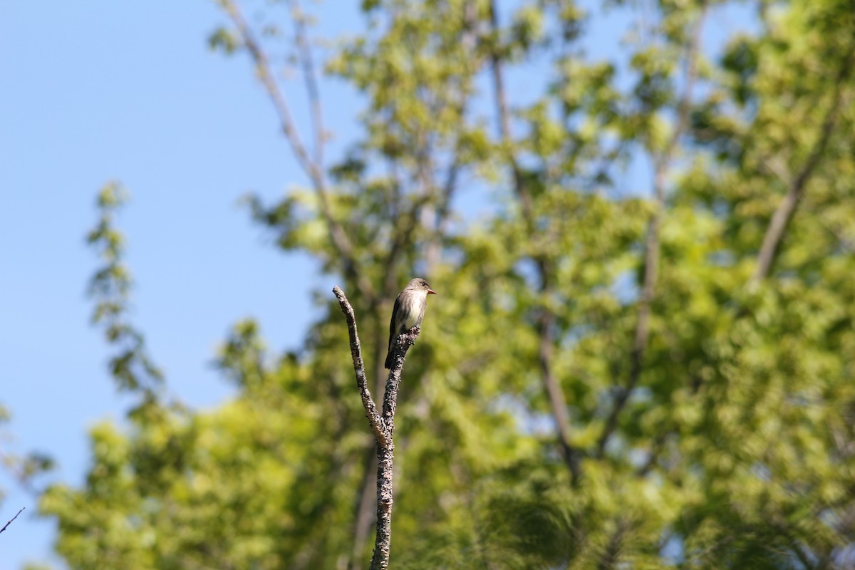 Olive-sided Flycatcher - Gilles Garant